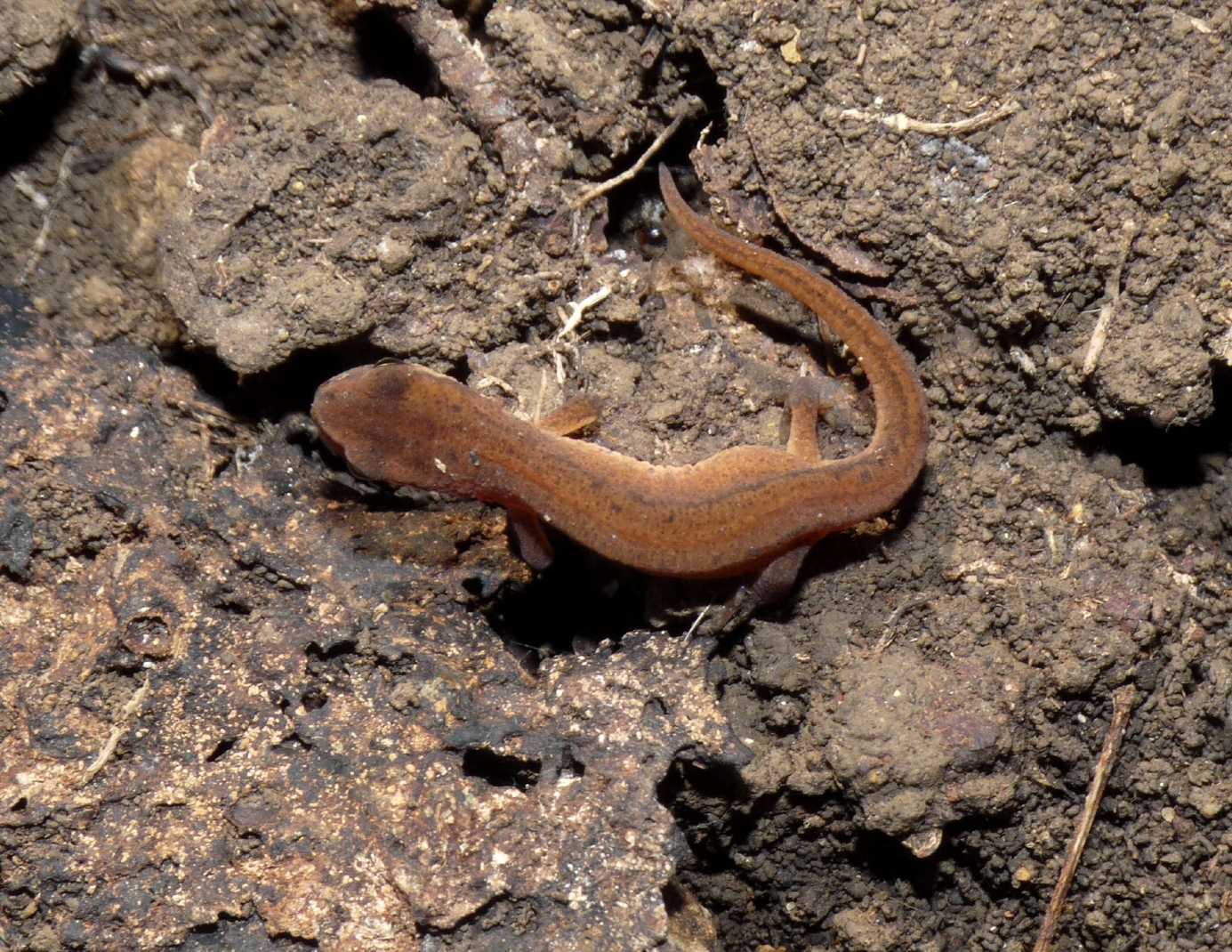 Tritoni sotto le pietre - Lissotriton vulgaris meridionalis